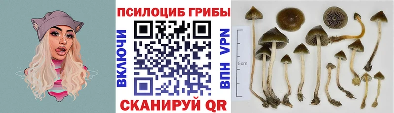 Купить закладки  Верея  Галлюциногенные грибы Cubensis 